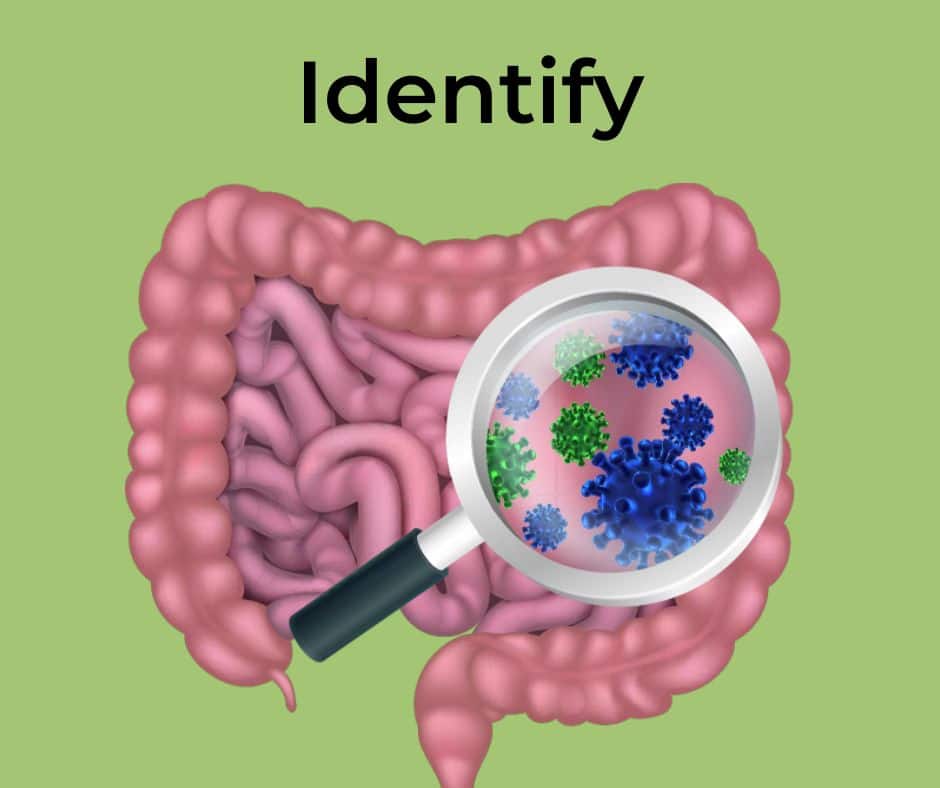 identify-digestive-system
